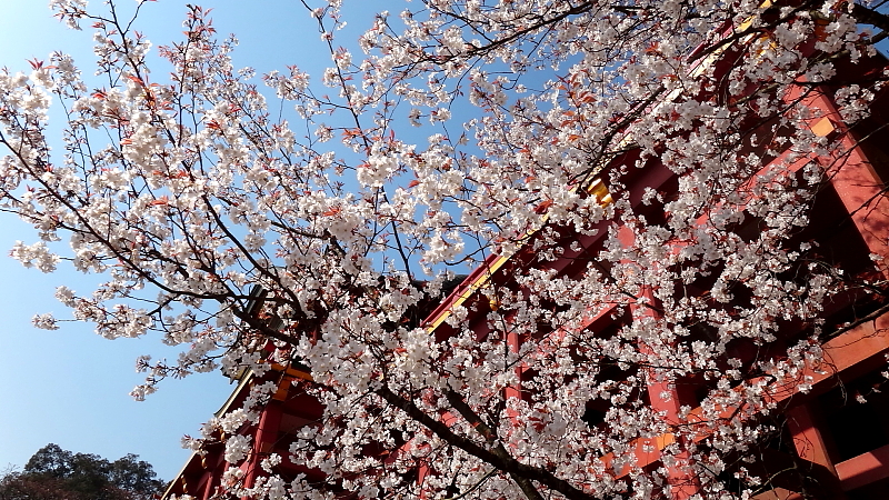 本殿下の桜